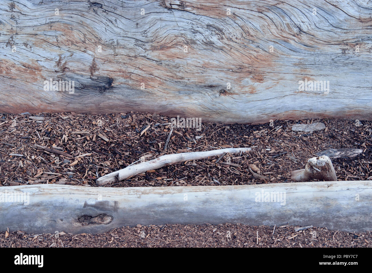 Driftwood on the shore of Great Slave Lake , Hay River, Northwest Territories, Canada Stock Photo