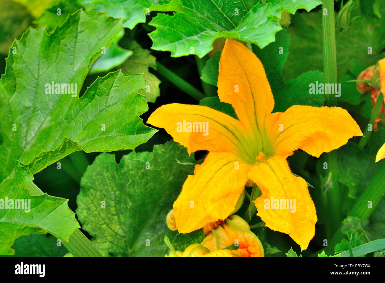Courgette leaves hires stock photography and images Alamy