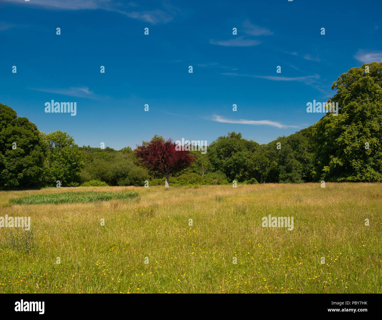 A green meadow with a red tree in the middle and a green forest can be seen in the background in sunshine with blue sky Stock Photo