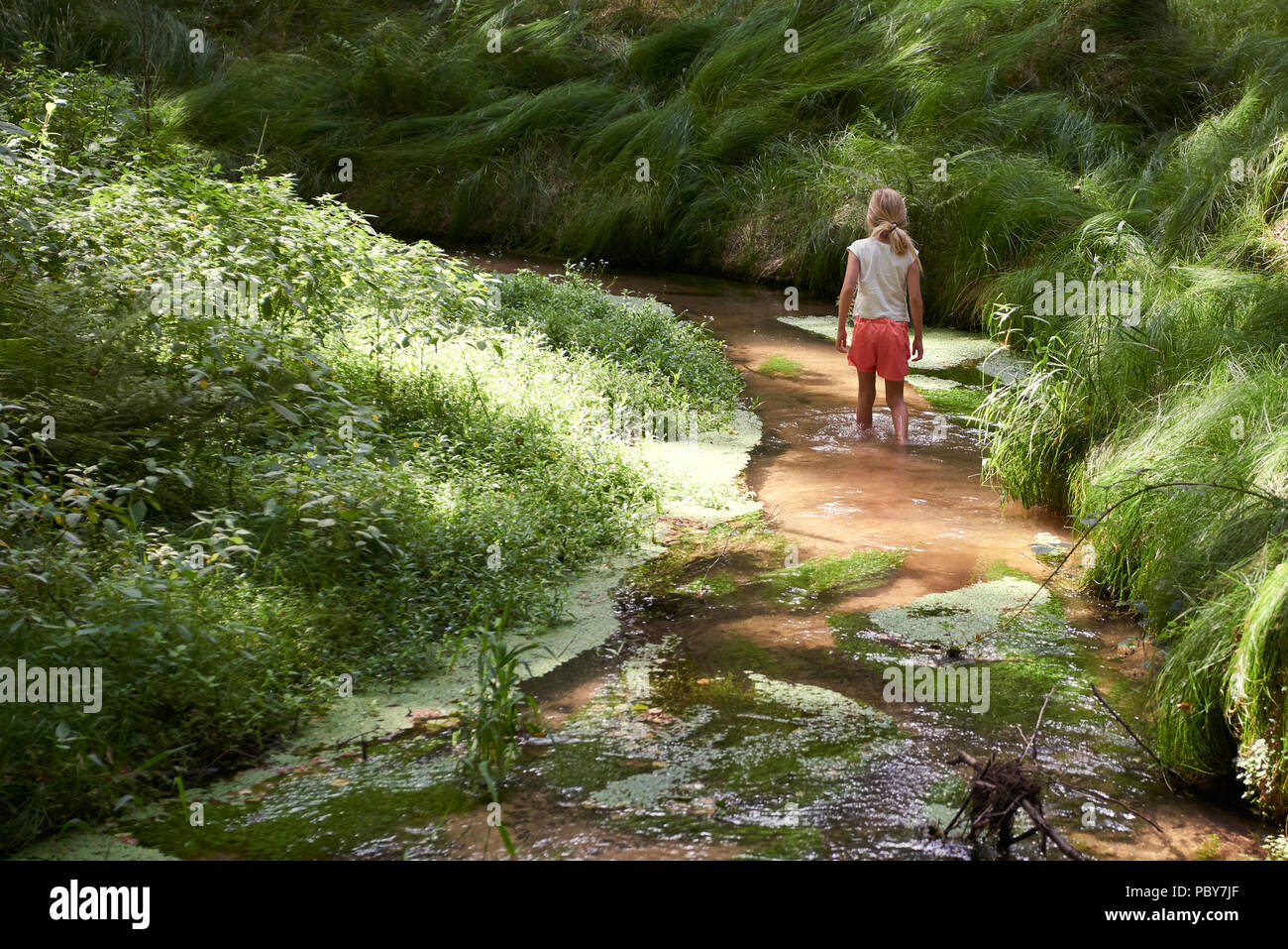 Child cute blond girl playing in the creek. Gril walking in forest stream  and exploring nature. Summer children fun. Children summer activities Stock  Photo - Alamy