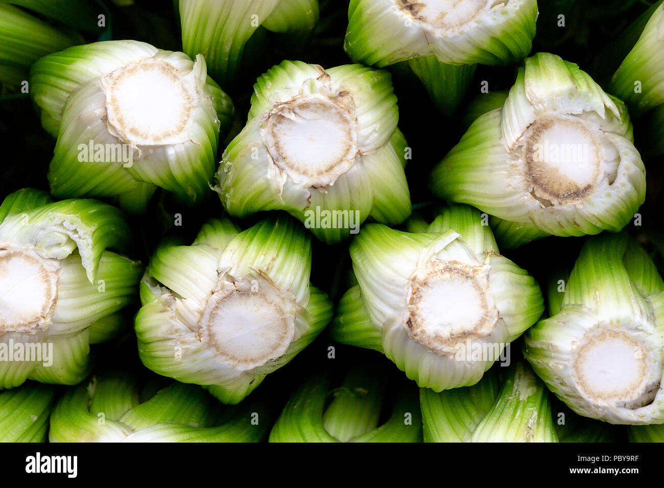 A stack of fresh celery heads, Apium graveolens, for sale at a market