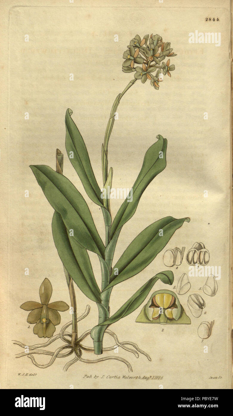192 Epidendrum anceps (as E. fuscatum) - Curtis' vol. 55 tab 2844 (1828) Stock Photo