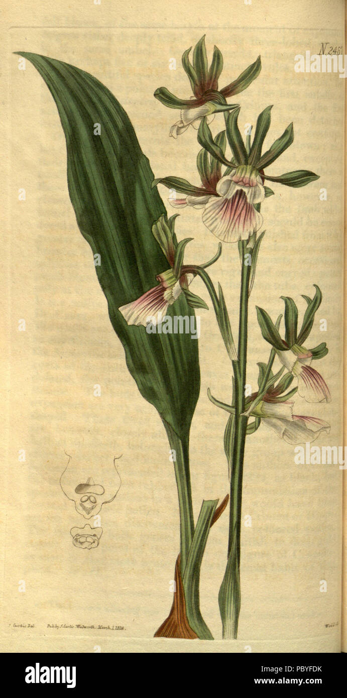 198 Eulophia guineensis - Curtis' 51 pl. 2467 (1824) Stock Photo