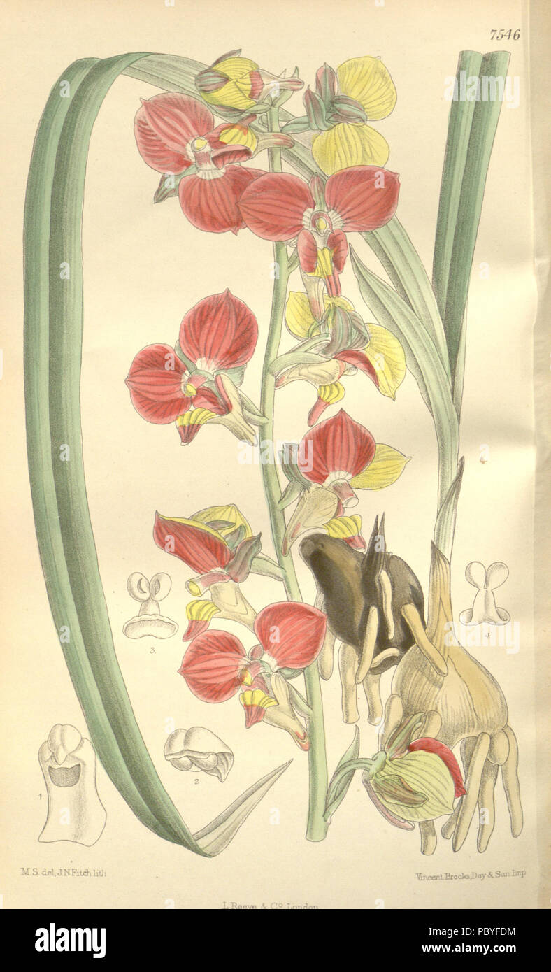 198 Eulophia orthoplectra (as Lissochilus milanjeanus, spelled Lissochilus milanjianus) - Curtis' 123 (Ser. 3 no. 53) pl. 7546 (1897) Stock Photo
