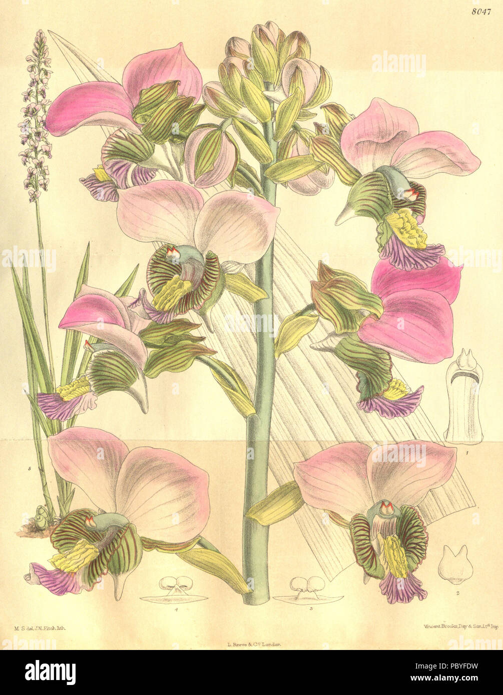 198 Eulophia rosea (as Lissochilus mahonii, spelled Lissochilus mahoni) - Curtis' 131 (Ser. 4 no. 1) pl. 8047 Stock Photo