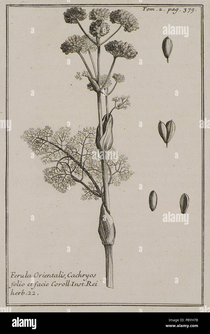 207 Ferula Orientalis, Cachryos folio et facie Coroll Inst Rei herb 22 - Tournefort Joseph Pitton De - 1717 Stock Photo