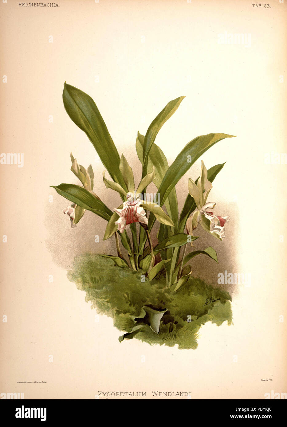 220 Frederick Sander - Reichenbachia II plate 53 (1890) - Zygopetalum wendlandi Stock Photo
