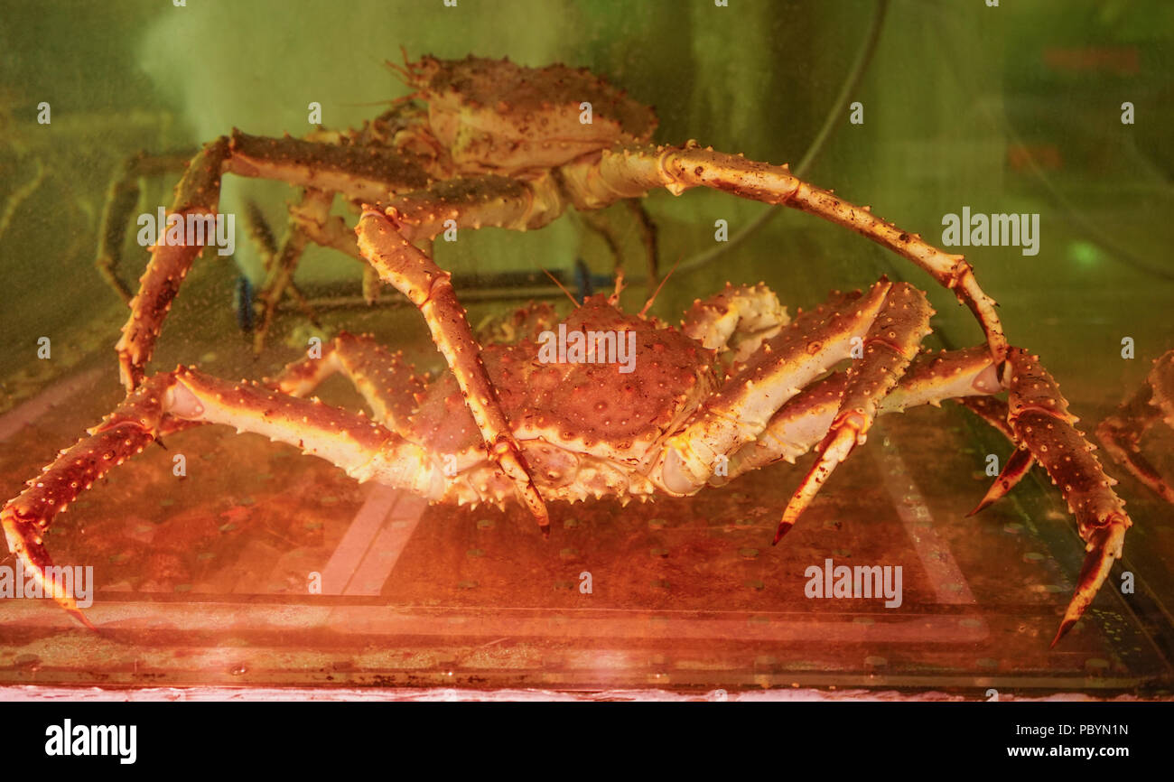 King crabs at Asaichi Market in the city of Hakodate, Hokkaido, Japan