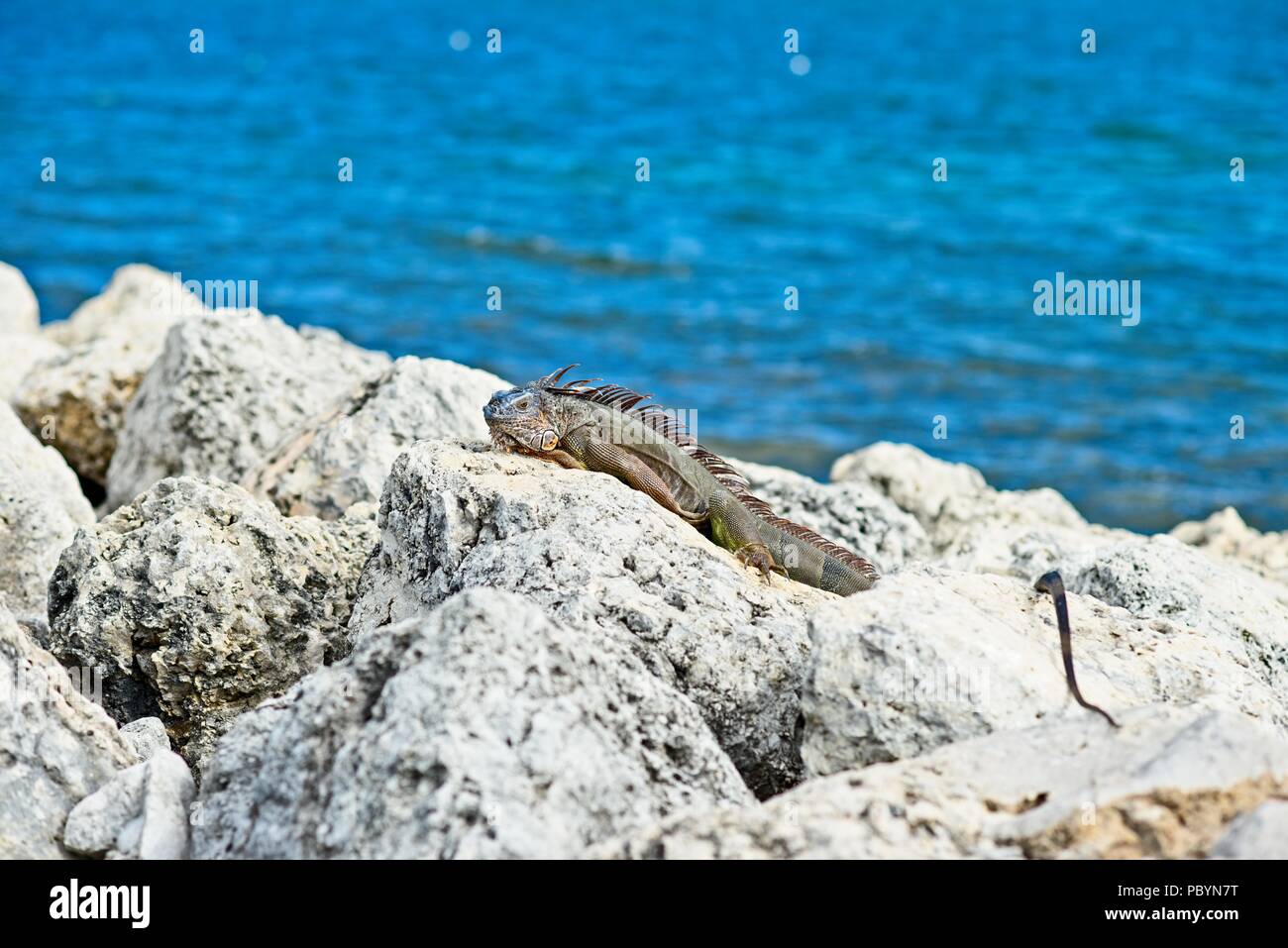 A iguana lays in the sun on the rocks in Key West, Florida Stock Photo