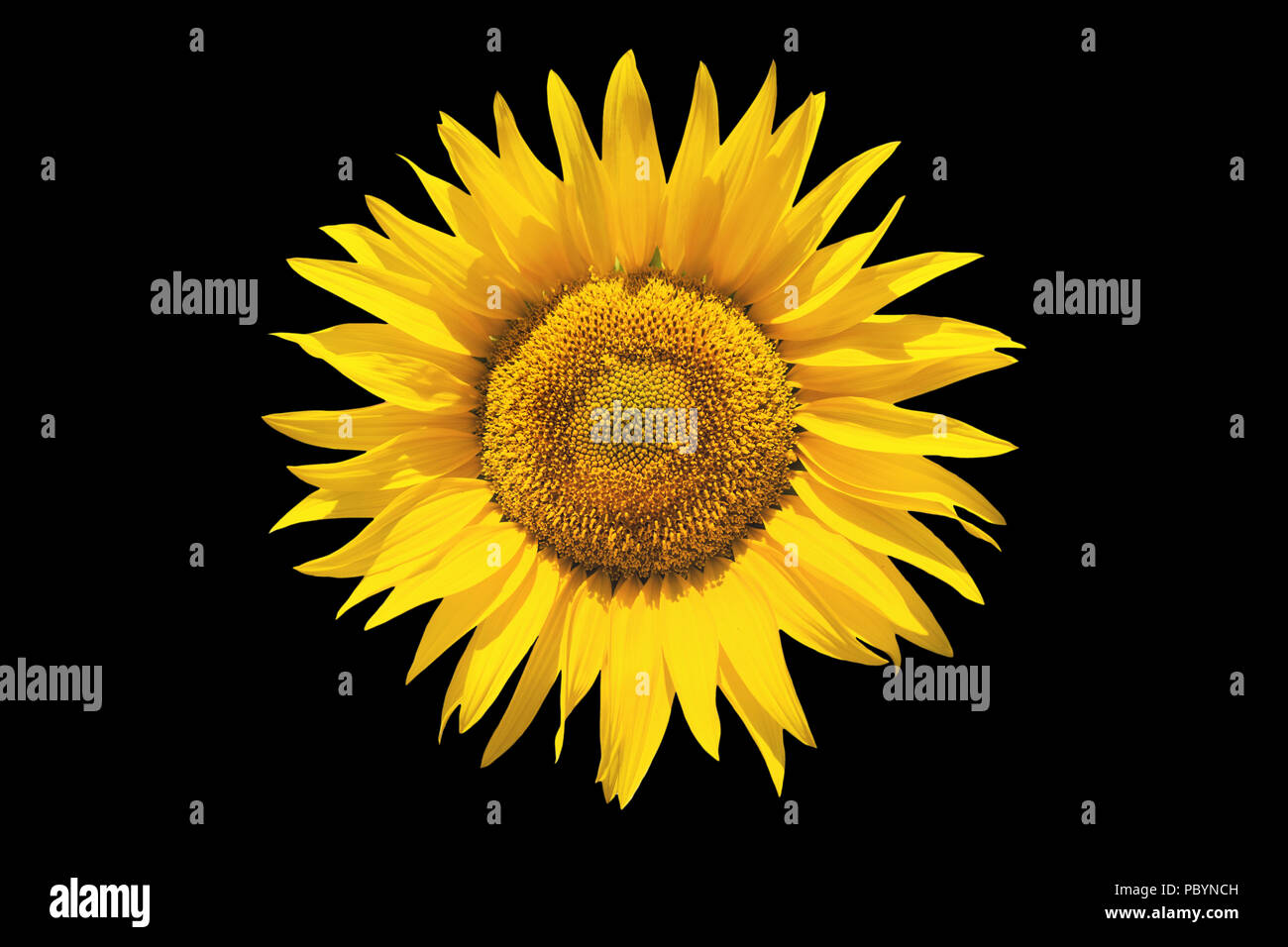 Sunflower on black isolated background Stock Photo