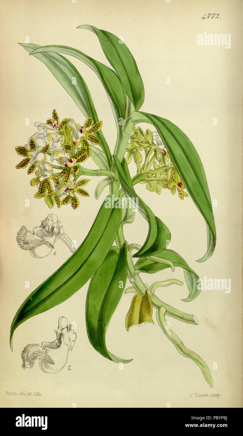 235 Gastrochilus acutifolius (as Saccolabium denticulatum) - Curtis' 80 (Ser. 3 no. 10) pl. 4772 (1854) Stock Photo