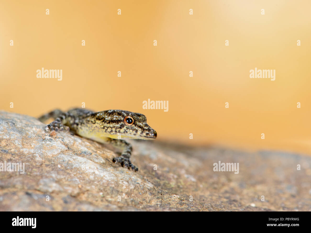 Cnemaspis species hires stock photography and images Alamy