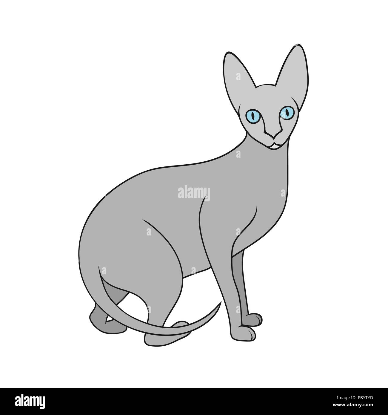 Catisolatedonwhite High Resolution Stock Photography and Images - Alamy
