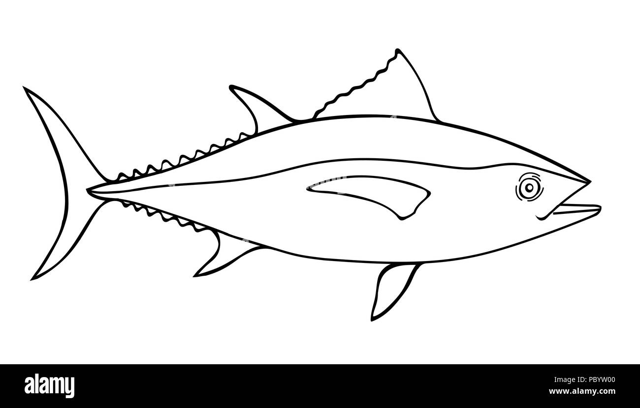 Tuna Fish Sketch Illustration, a hand drawn vector doodle illustration of a tuna fish Stock Vector