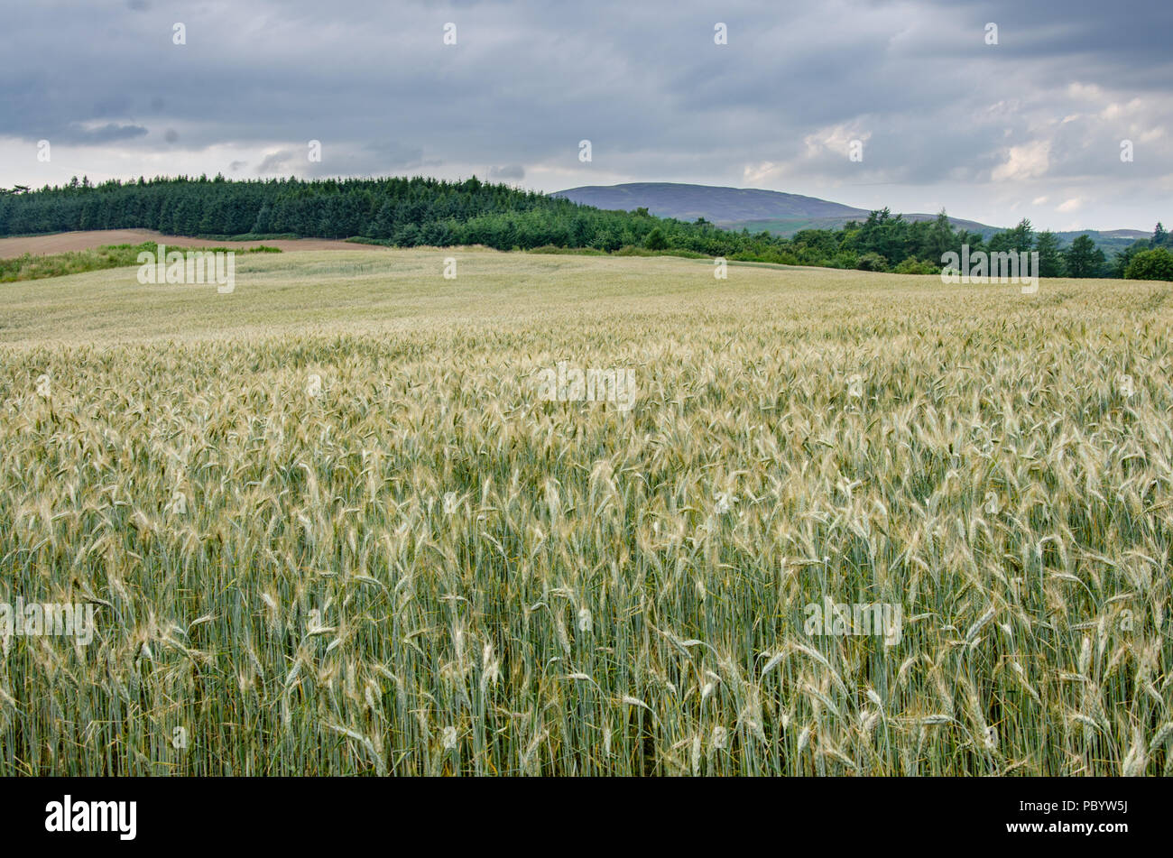 Barley field scotland hires stock photography and images Alamy