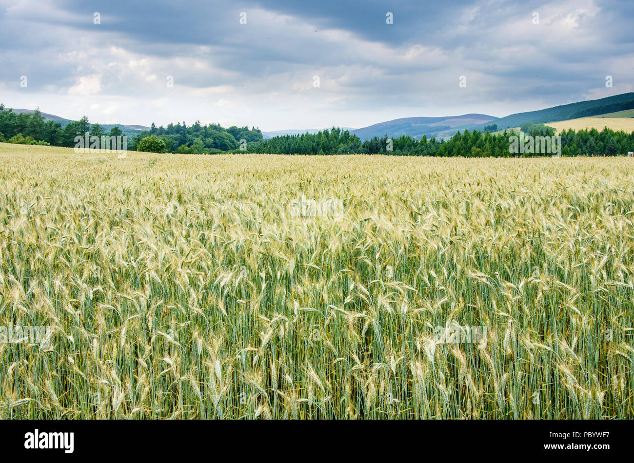 A field of barley growing on a farm near Kirriemuir in Scotland. Stock Photo