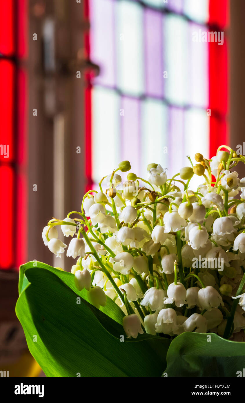 Lily of the valley bunch hi-res stock photography and images - Alamy