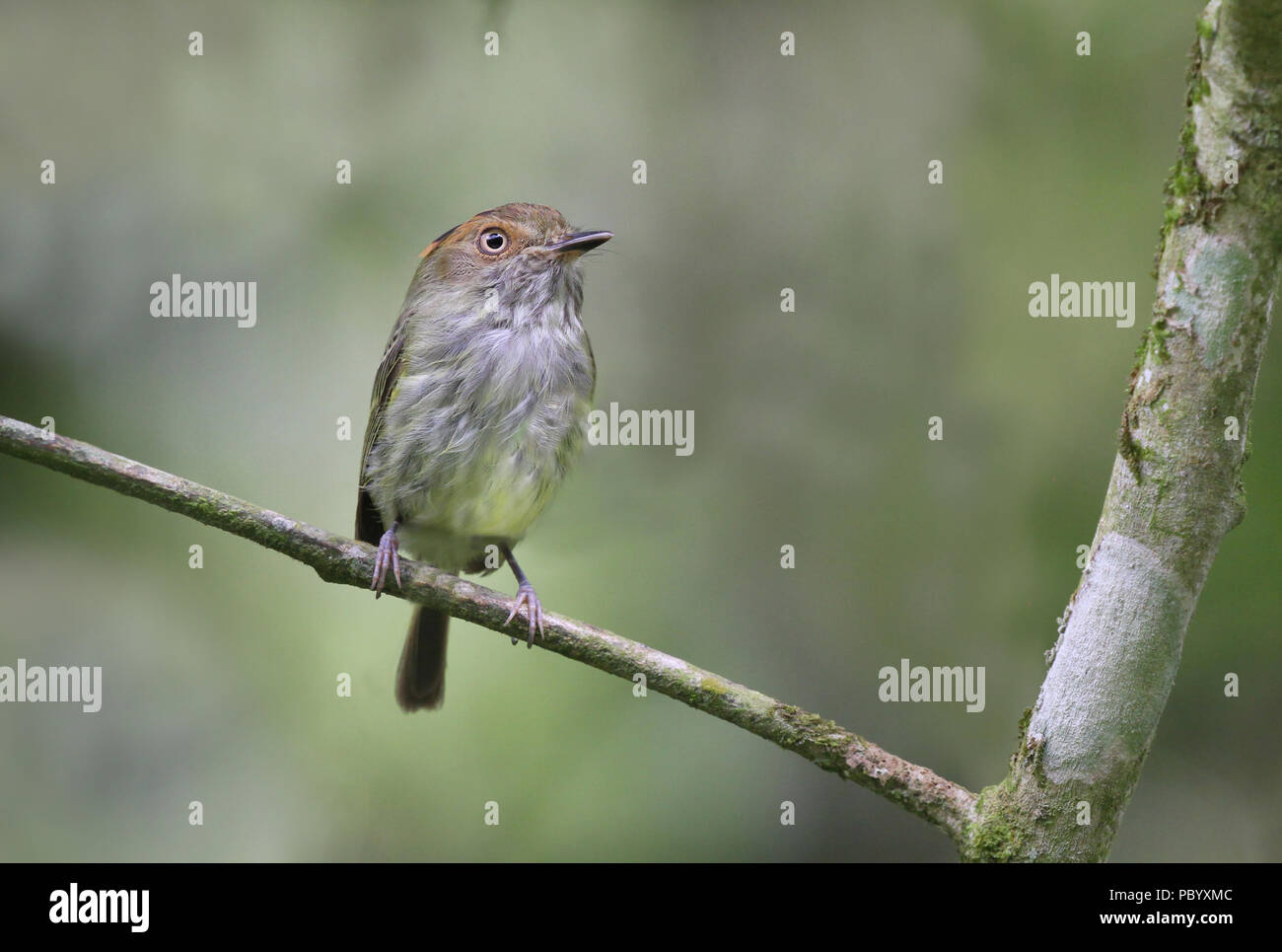 Scale-crested Pygmy Tyrant perched on a tree branch Stock Photo