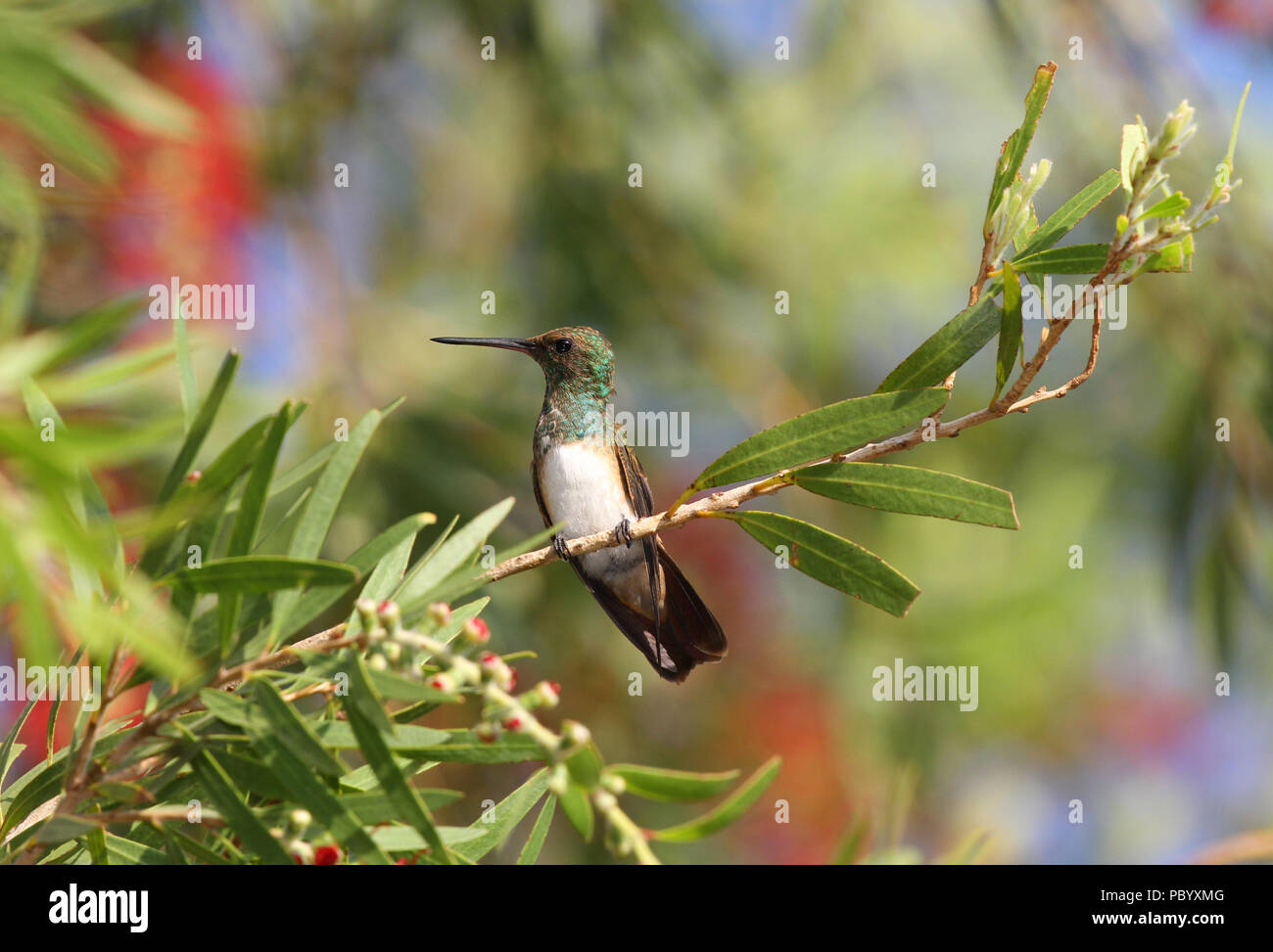Snowybellied Hummingbird perched on a bottle brush tree branch with