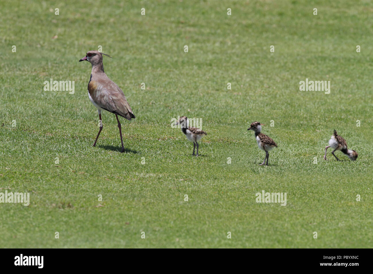 Southern Lapwing mother with three little chicks walking on grass looking for food Stock Photo