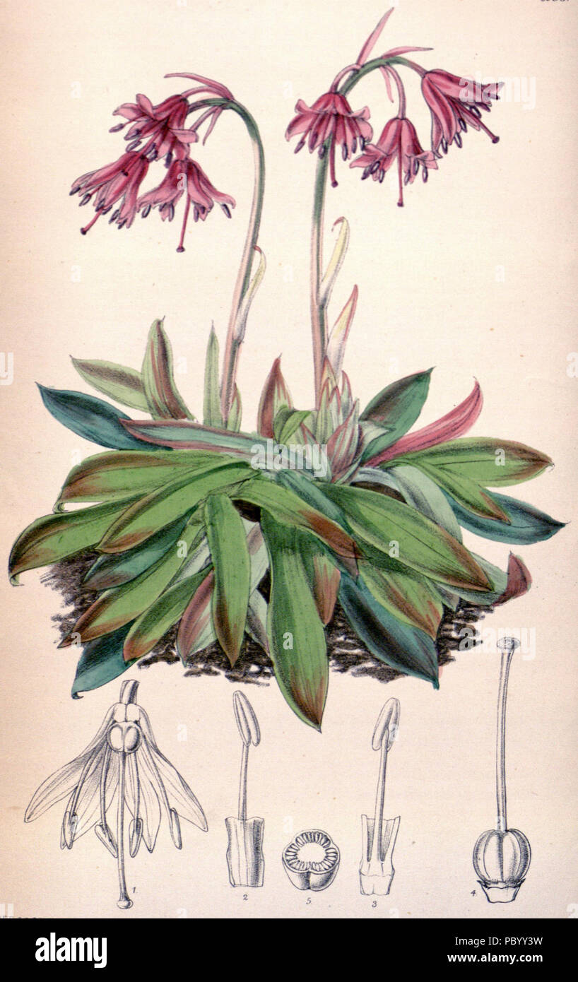 271 Heloniopsis orientalis var. breviscapa Stock Photo