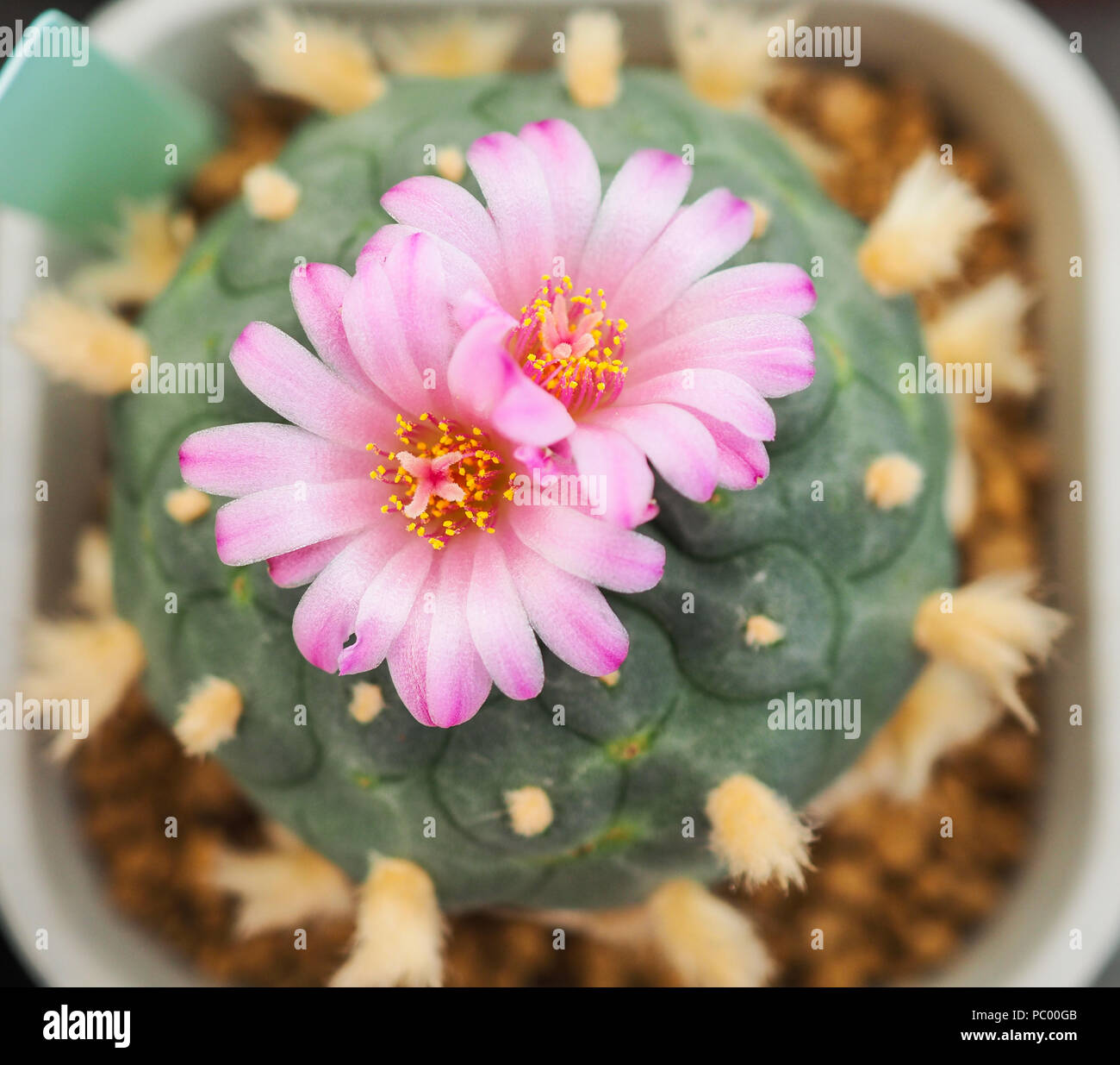 Beautiful Pink Flower Of Cactus In The Small Pot Plant For