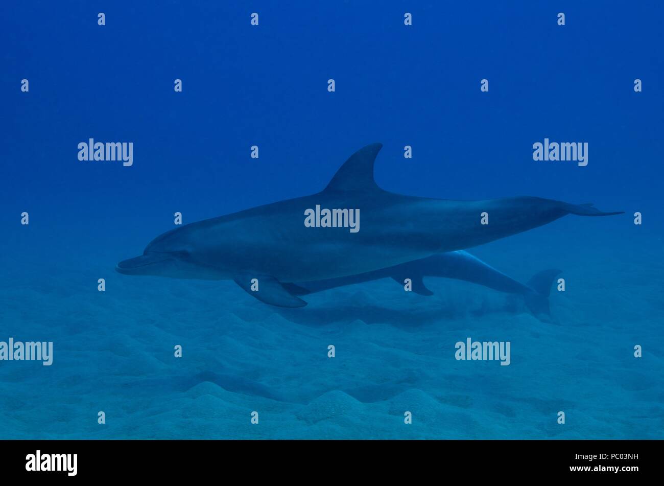 Indo-Pacific bottlenose dolphin, Indopazifischer Großer Tümmler, Tursiops aduncus, Coraya Beach, Marsa Alam, Egypt, Ägypten, Red Sea, Rotes Meer Stock Photo