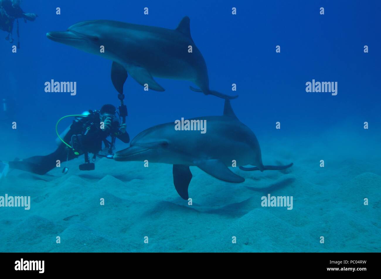 Indo-Pacific bottlenose dolphin, Indopazifischer Großer Tümmler, Tursiops aduncus, Coraya Beach, Marsa Alam, Egypt, Ägypten, Red Sea, Rotes Meer Stock Photo