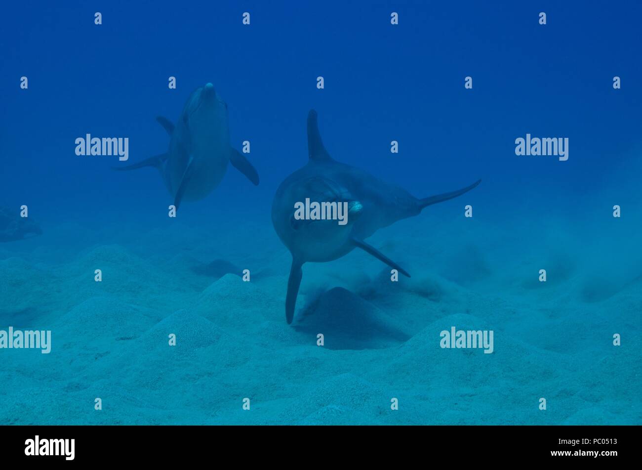 Indo-Pacific bottlenose dolphin, Indopazifischer Großer Tümmler, Tursiops aduncus, Coraya Beach, Marsa Alam, Egypt, Ägypten, Red Sea, Rotes Meer Stock Photo