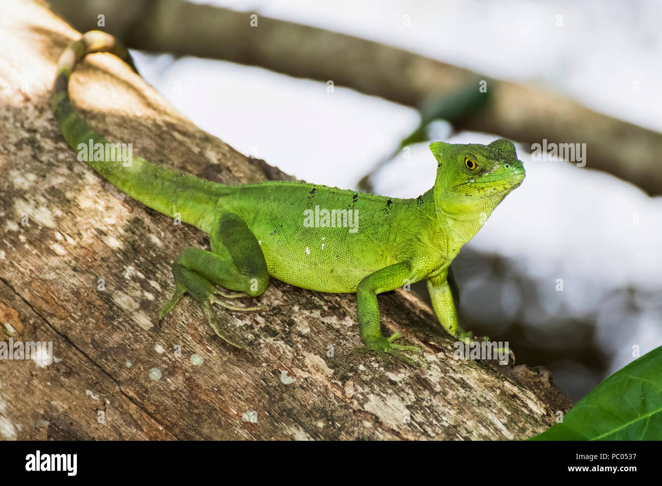 Bright Emerald Green Basilisk Lizard in Tree Stock Photo