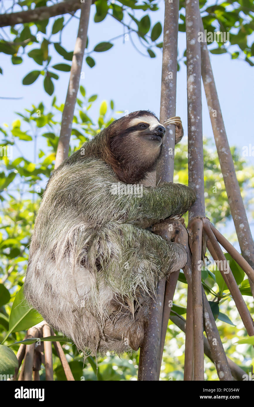 Close Up Profile Three Toed Sloth Climbing Tree Stock Photo