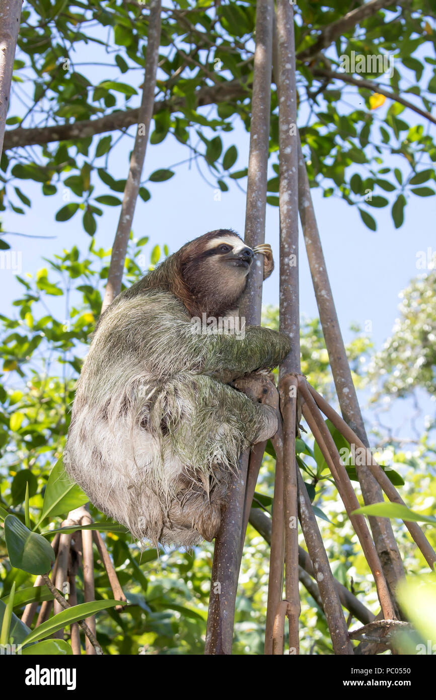 Close Up Three Toed Sloth Climbing Tree Stock Photo
