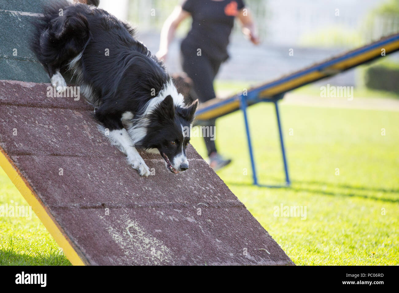 Dog goes down from A-frame in agility competition Stock Photo
