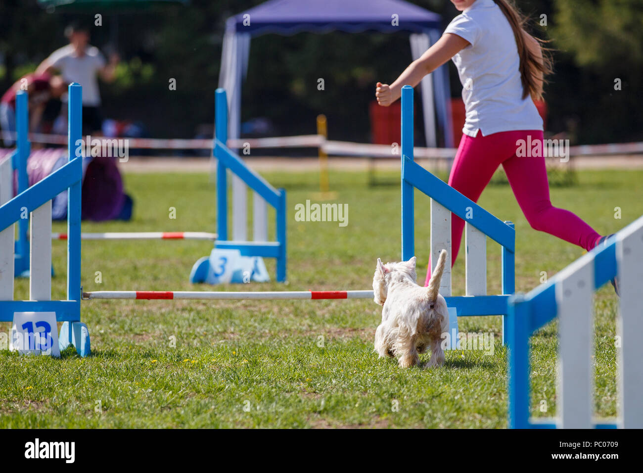 Dog with handler running in agility competition Stock Photo Alamy