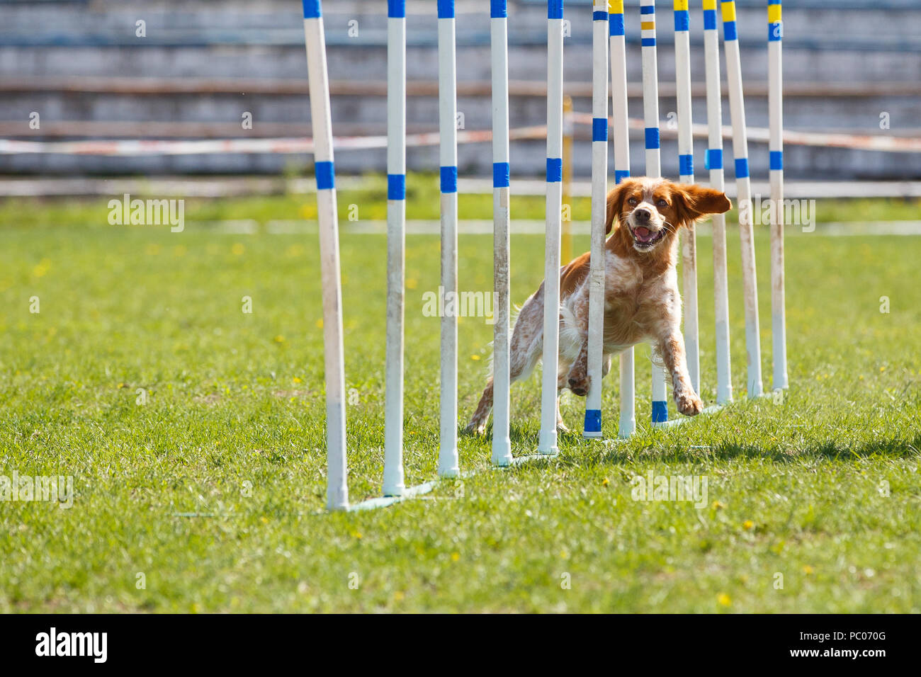 Dog at the slalom in agility competition Stock Photo