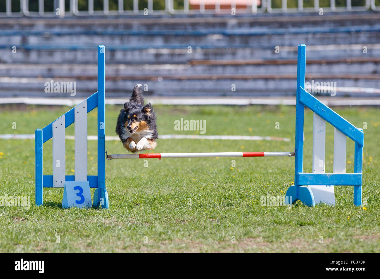Dog jumping over hurdle in agility competition Stock Photo Alamy