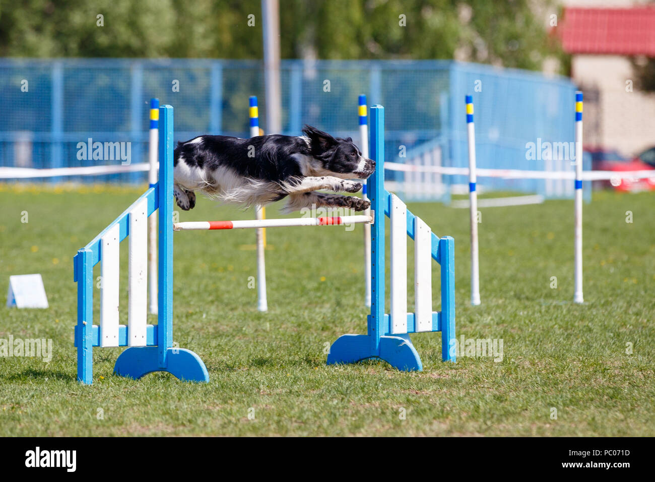 Dog jumping over hurdle in agility competition Stock Photo