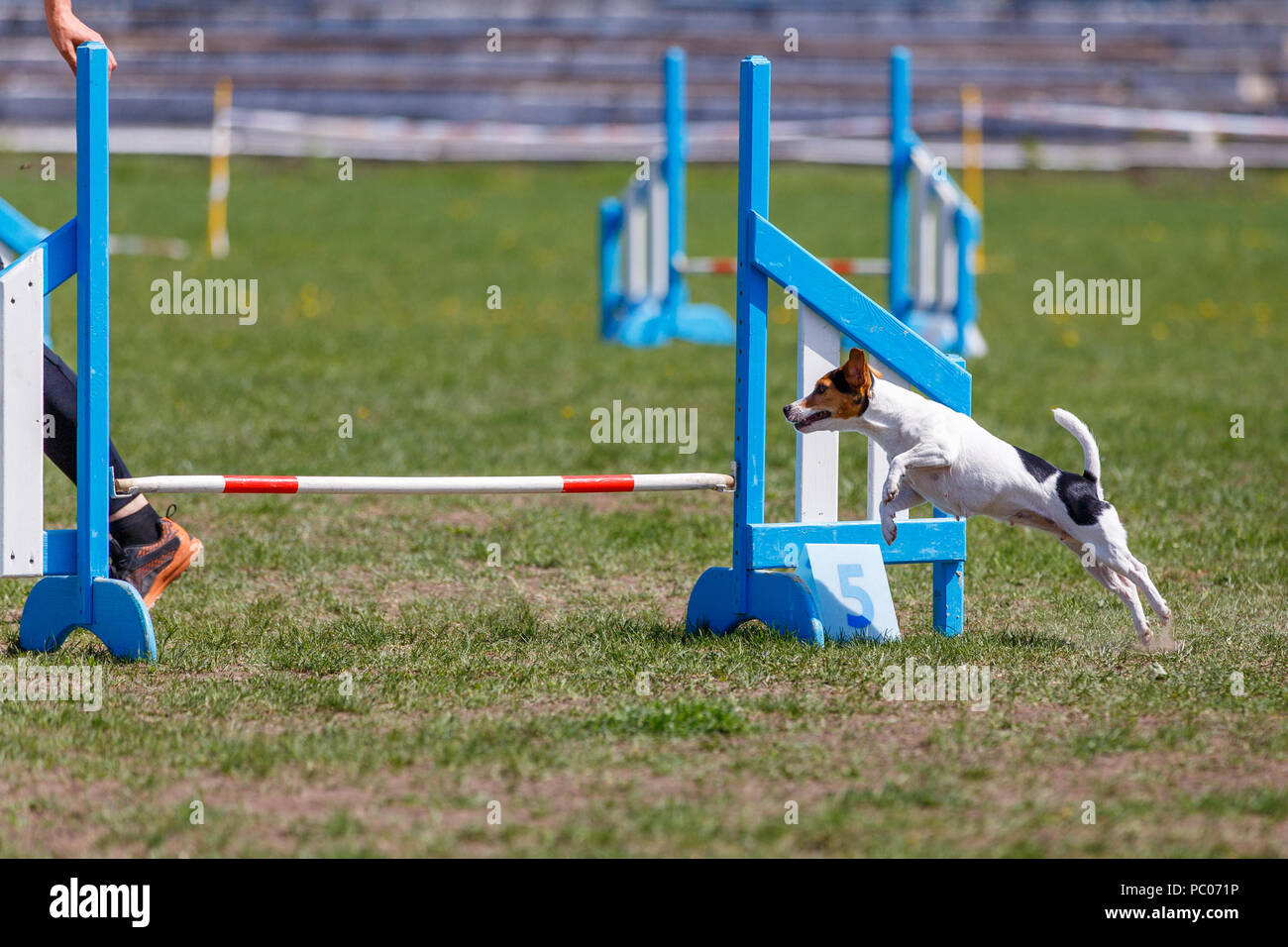 Dog jumping over hurdle in agility competition Stock Photo Alamy