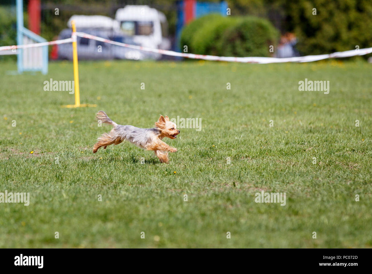 Running dog on its course in agility competition Stock Photo