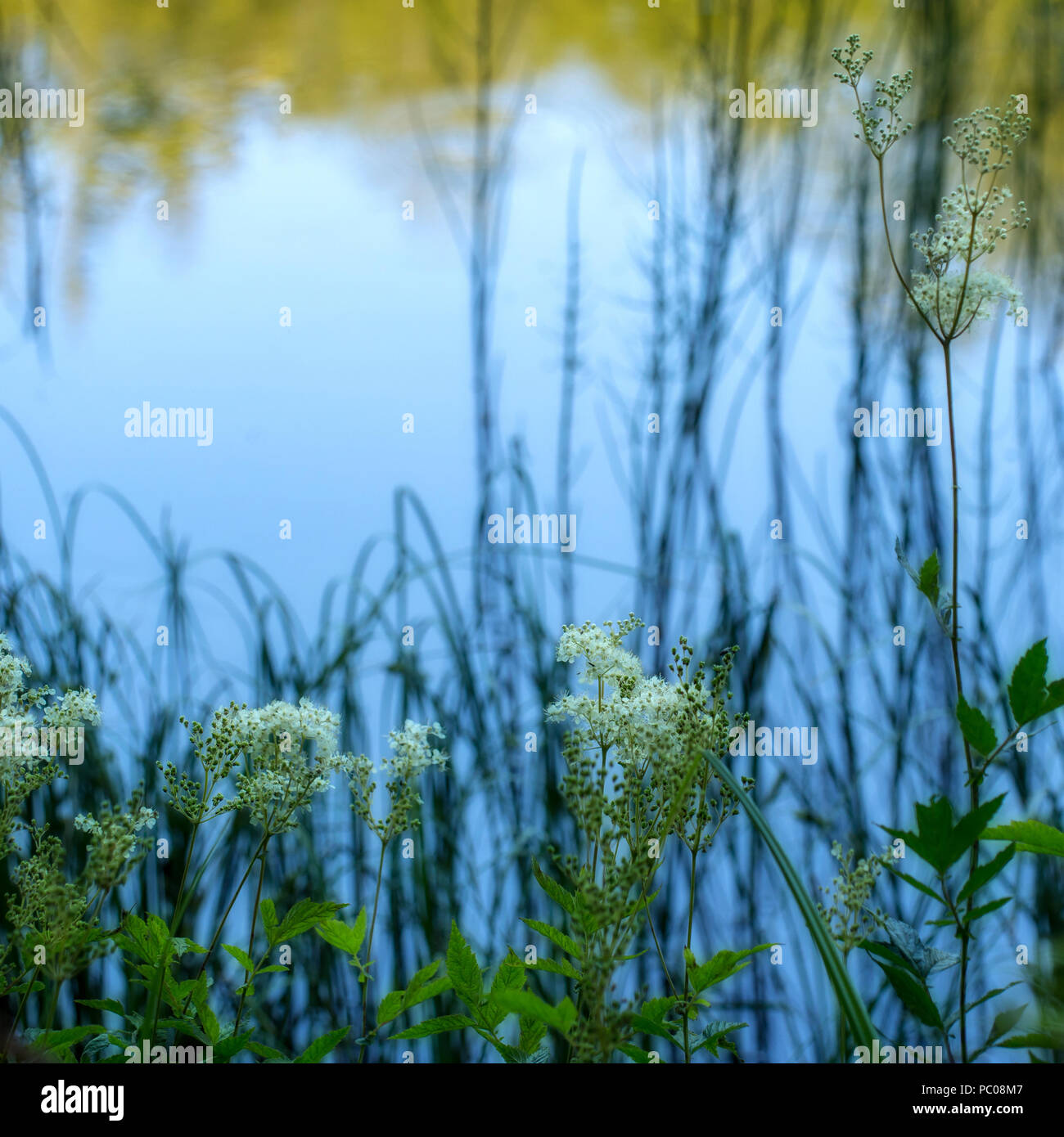 Nature abstract background, plants at lakeside with reflection. Includes meadowsweet, Filipendula ulmaria Stock Photo