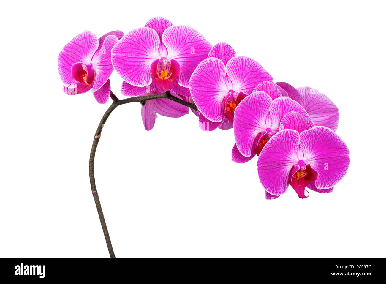 Branch of beautiful pink orchid isolated on white background Stock ...