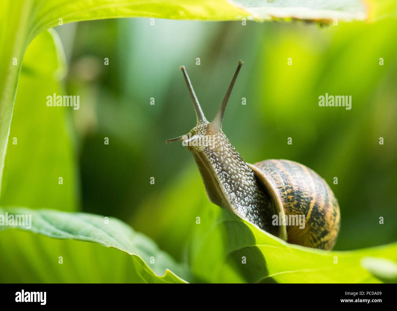 Helix aspersa - common garden snail on green hosta leaf reaching upwards - uk Stock Photo