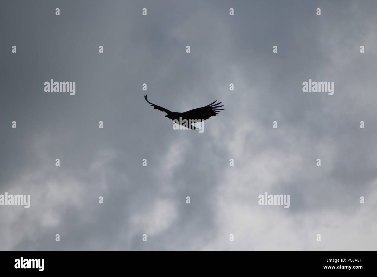 Flying bird silhouette Stock Photo
