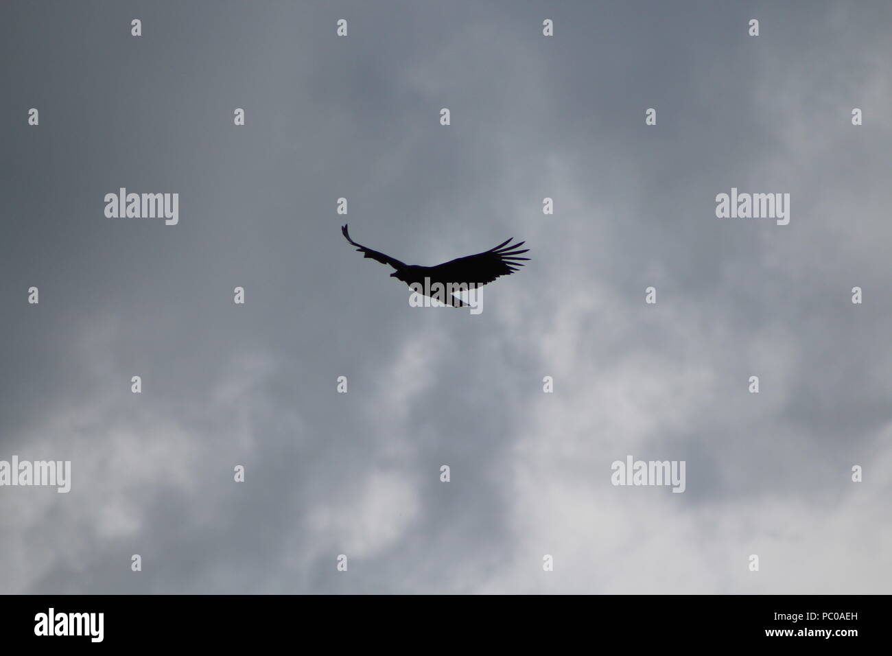 Large flying bird hi-res stock photography and images - Alamy