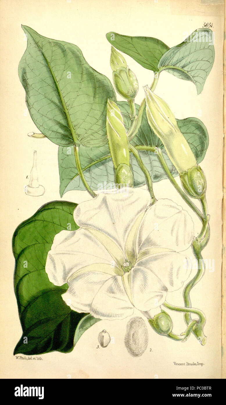 299 Ipomoea albivenia (Ipomoea gerrardii) Bot. Mag. 93. 5651. 1867 Stock Photo