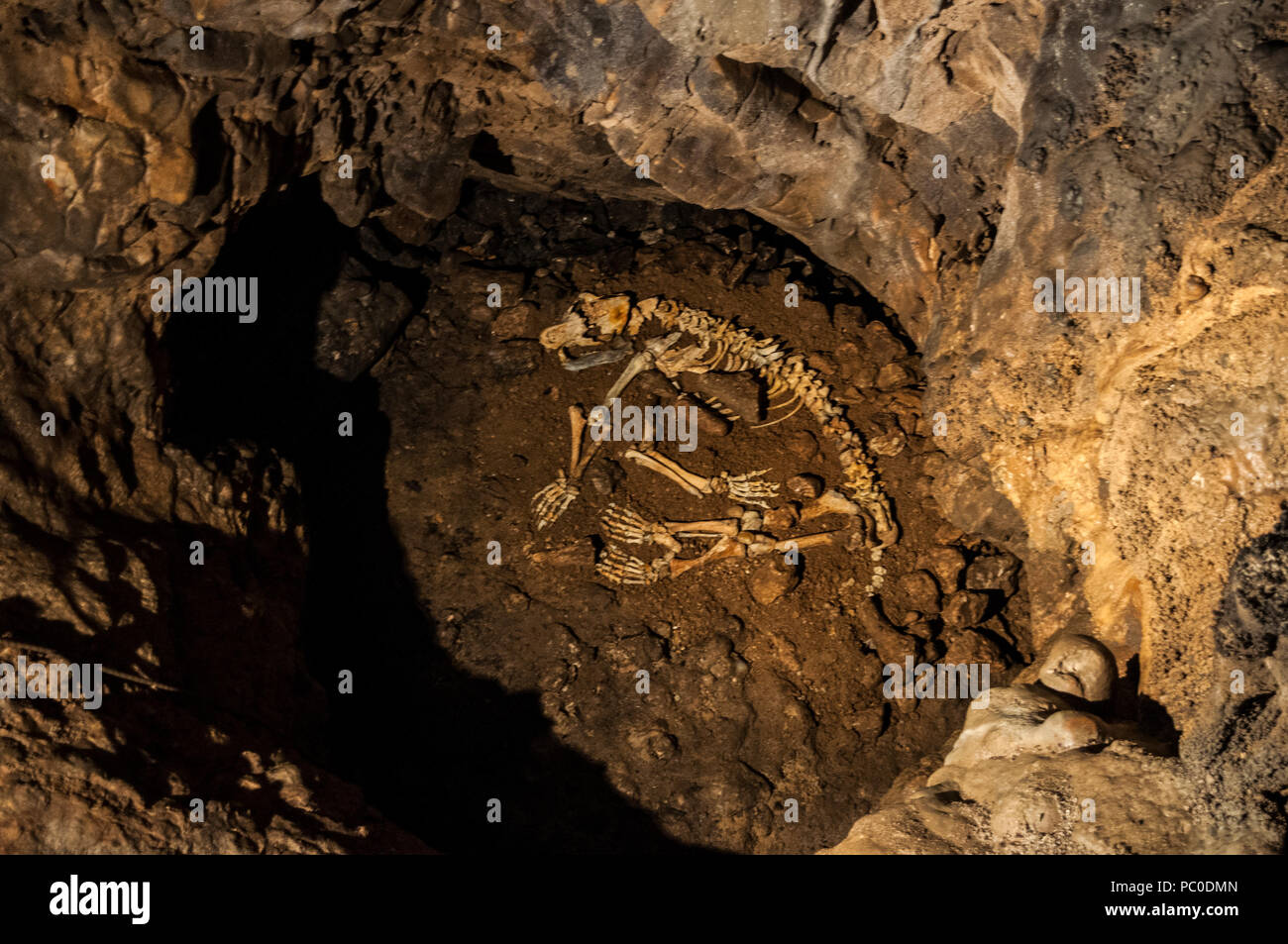 Croatia: the remains of a bear, former inhabitant, in the Caves of Barać (Baraćeve špilje), first recorded in 1699, near the village of Nova Kršlja Stock Photo