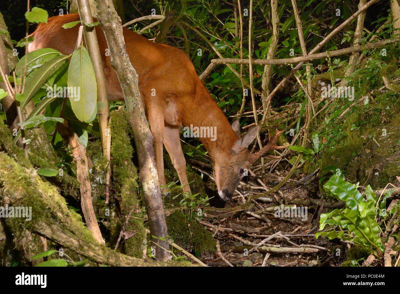 Woodland stream - Stock Image - C016/2344 - Science Photo Library