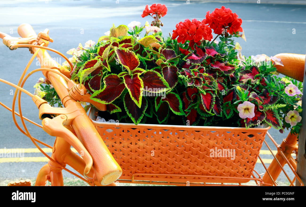 Hunstanton in Bloom, orange coloured sprayed bicycle, unusual, container, bedding plants, flowers Stock Photo
