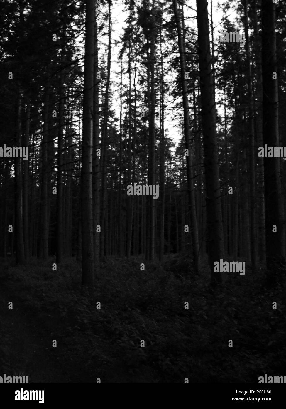Black and white forest Stock Photo Alamy