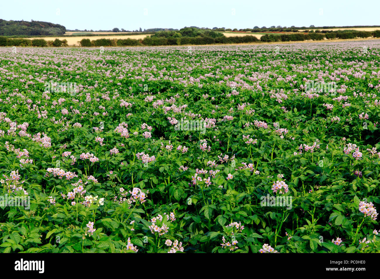 Potato field, in flower, agricultural planting, root vegetable, potatoes,  landscape, Norfolk, UK Stock Photo